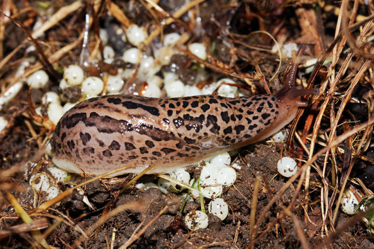 Tigerschnecke (Tigerschnegel) mit Eiern