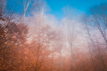 Misty forest with frostbitten tops