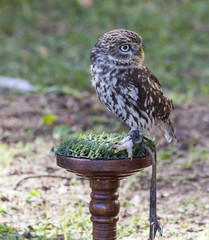 owl on perch