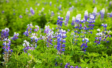 Obraz premium The typical summer landscape detail of Iceland