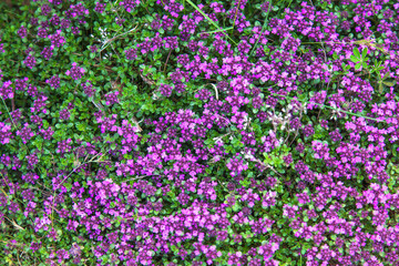Naklejka premium The typical summer landscape detail of Iceland