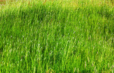 Icelandic meadow tall grass in summer