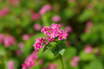 赤そばの花