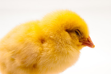 Little yellow chick