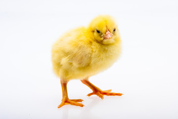 Little yellow chick