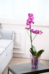 Beautiful lilac orchid in pot on table in room