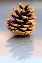 Pine cone closeup on reflective background