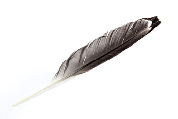 Wild bird feather isolated on white