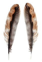 Wild bird feather isolated on white