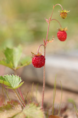 Berries of wild strawberry in the forest. Fragaria