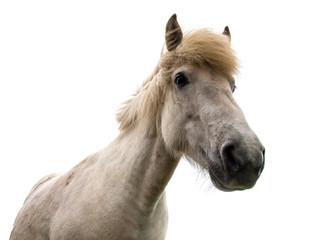 Authentic Icelandic horse, beautiful friendly animal