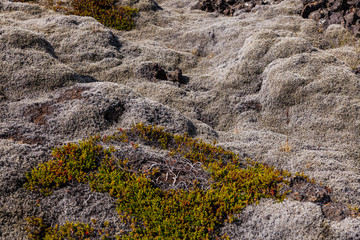 Moss covered lava field - Iceland