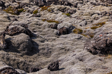 Moss covered lava field - Iceland