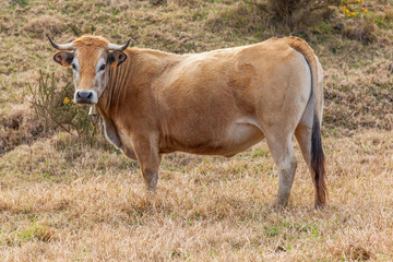 vache de race aubrac