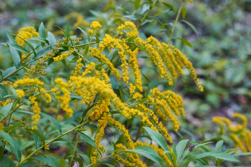 Beautiful yellow goldenrod flowers blooming