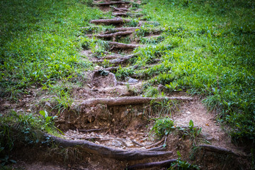 Root Stairs surrounded by green Grass