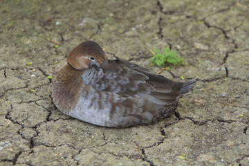 Duck hides