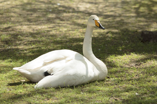 Whooping Swan