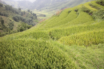 Rice paddy in Sapa, Vietnam