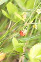 Single wild strawberry in the woods on bush.