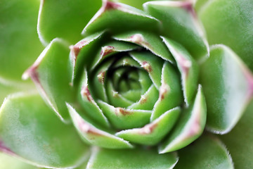 Beautiful succulent plant close up