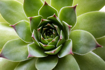 Beautiful succulent plant close up