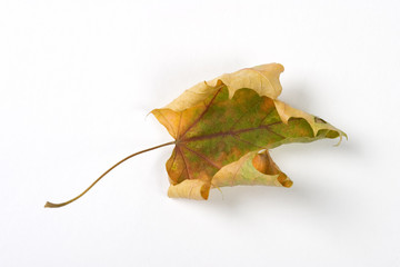Naklejka premium Dry fallen leaf isolated on white paper background