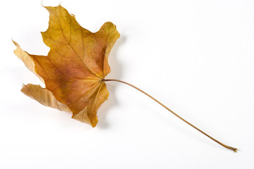 Dry fallen leaf isolated on white paper background