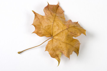 Dry fallen leaf isolated on white paper background