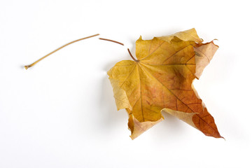 Dry fallen leaf isolated on white paper background