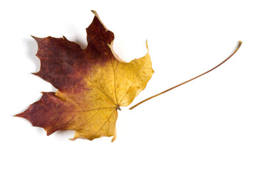 Dry fallen leaf isolated on white paper background