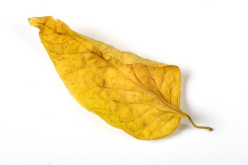 Naklejka premium Dry fallen leaf isolated on white paper background