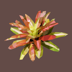 polygonal bromeliad, polygon flowering plant, isolated vector