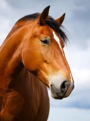 Papier Peint photo Lavable Chevaux cheval Rouge