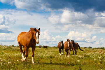 Fototapeta na wymiar horses in field