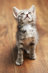 Cute gray kitten on floor at home