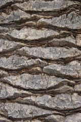 palm tree trunk wood texture