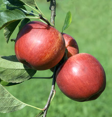 Elstar, Apfel, Malus, domestica,