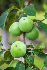 Green organic apples on a branch ready to be harvested, outdoors