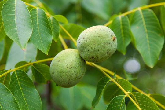 Fruit of a green walnut on a tree