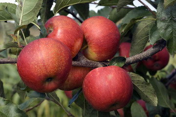 Elstar, Apfel, Malus, domestica,