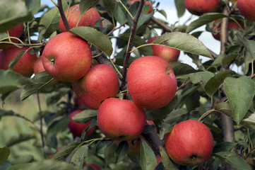 Elstar, Apfel, Malus, domestica,