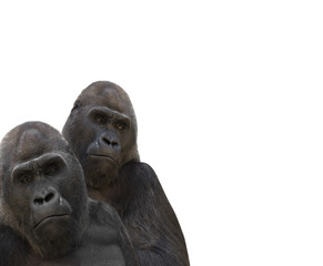 Fototapeta na wymiar two gorillas