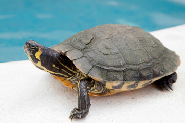Green and yellow common turtle