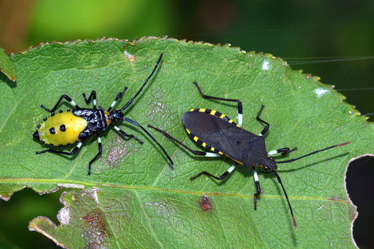 キバラヘリカメムシの成虫と幼虫