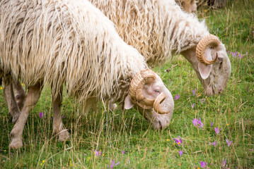 Naklejka premium Sheep of the Pyrenees close up, France