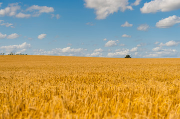 Getreidefeld im Sommer