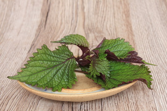 Perilla frutescens