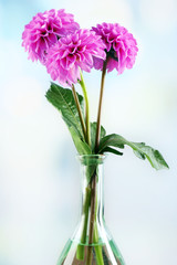 Beautiful asters on bright background