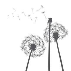 Grey vector dandelions